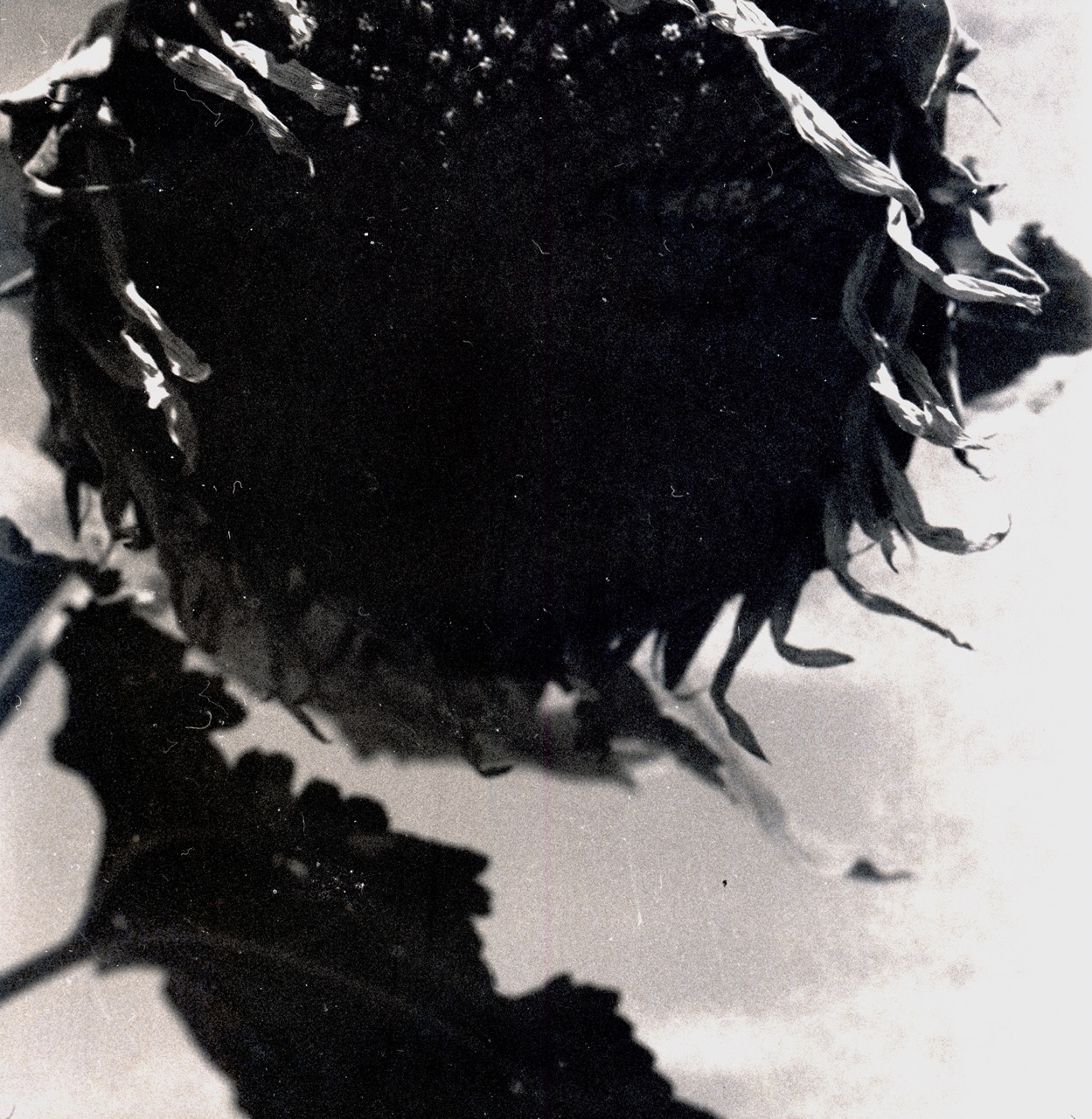 Ziad Antar, <i>The Monster</i>, 2025. Photograph printed on canvas, 78 3/4 x 78 3/4 in (200 x 200 cm)